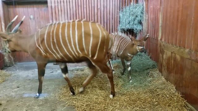 Зеброватый козлик. Варшавский зоопарк смотреть онлайн