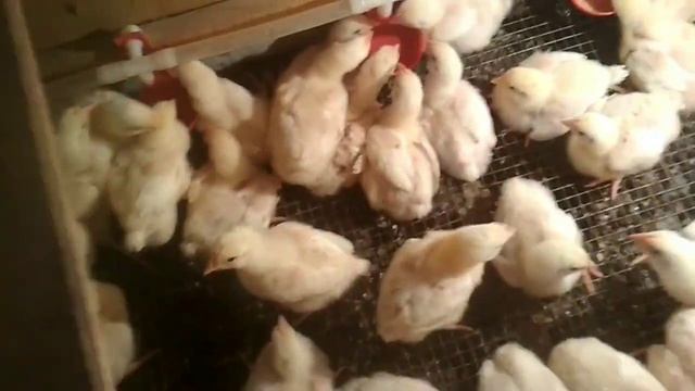 недельные цыплята бройлеры чихают и хрипят/