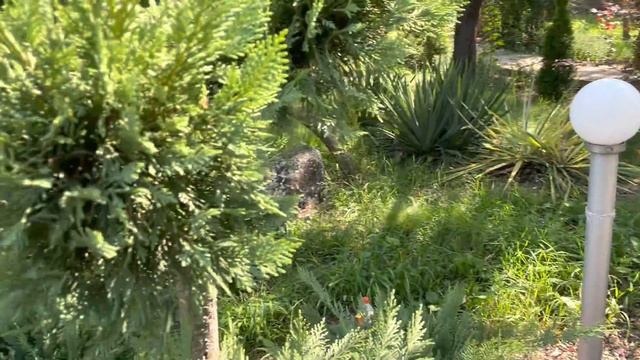 Французские бульдоги встречают Купрессоципарисов… смотреть онлайн