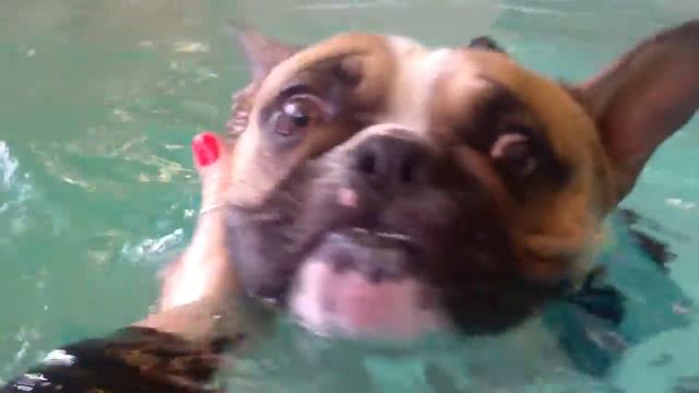 French Bulldog "Kirby" Swimming смотреть онлайн