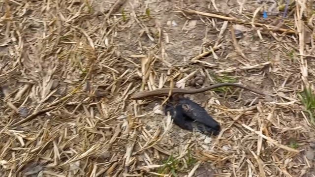 ЯЩЕРИЦЫ ПРОСНУЛИСЬ! / Ловля ящериц смотреть онлайн