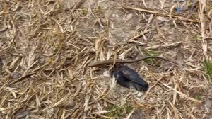 ЯЩЕРИЦЫ ПРОСНУЛИСЬ! / Ловля ящериц