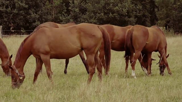 SONNET Судьбинушка смотреть онлайн