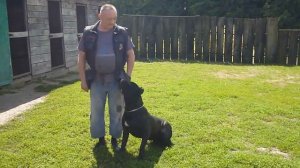 КАНЕ-КОРСО, ГОРДОСТЬ ИТАЛИИ/СОБАКА ТЕЛОХРАНИТЕЛЬ. ПОТОМКИ СОБАК ГЛАДИАТОРОВ