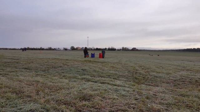 Уиппеты FLETCHER ILLUSTRIOUS WINNER (к) и VARLOK YARKAYA MOLNIYA (б) смотреть онлайн