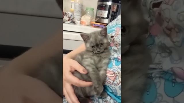 Цветная капуста под сыром в духовке. смотреть онлайн