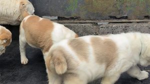 Мы уже большие , нам 2 месяца (1)