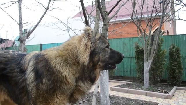 Каказская овчарка - голос смотреть онлайн