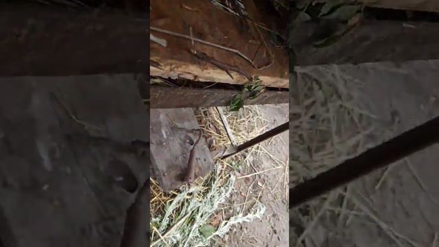 Мой кролик вырос 1 смотреть онлайн