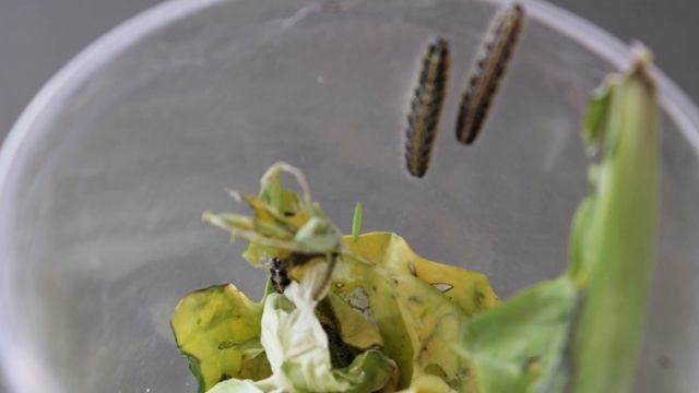 Капустница (Pieris brassicae) Часть 1 смотреть онлайн