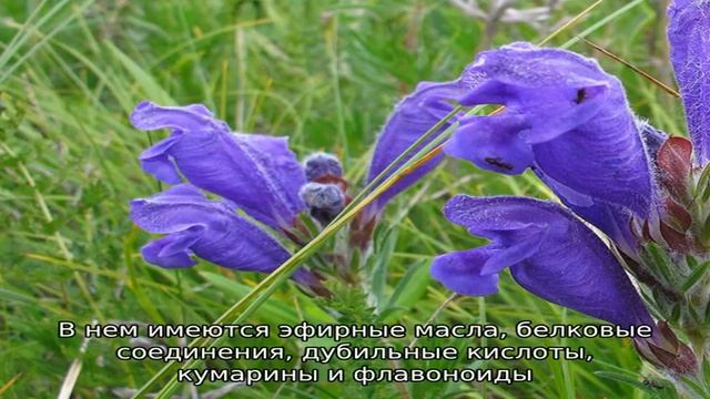 Змееголовник