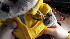 Обзор мягкой игрушки Басик