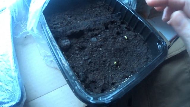 ДР Андрея и Максима//Собираю яйцо//Первые всходы растюх//ДЕРЕВЕНСКИЙ ВЛОГ