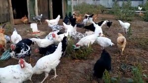 Как петух ухаживает за курицей и оплодотворяет яйца