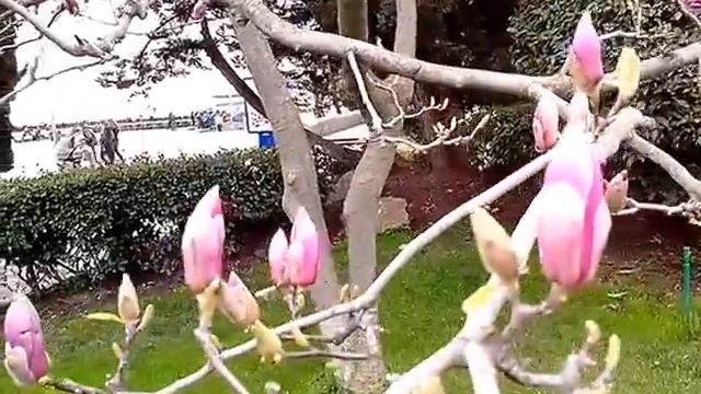 Ялта.30.03.15.Прогулка по Набережной. смотреть онлайн