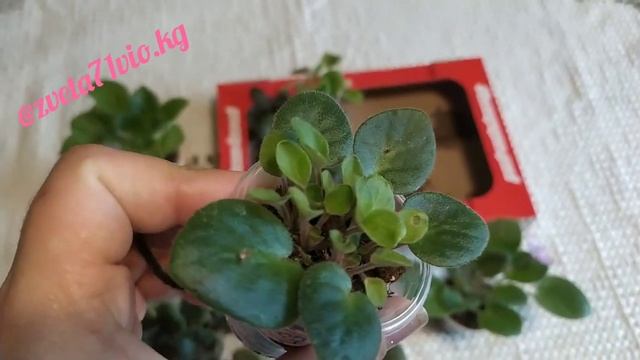 Фиалки! Мои новиночки? смотреть онлайн