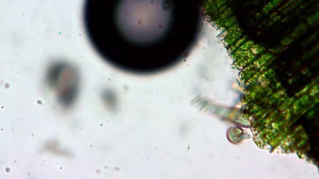 Что можно увидеть в микроскоп в капле обычной прудовой воды. смотреть онлайн