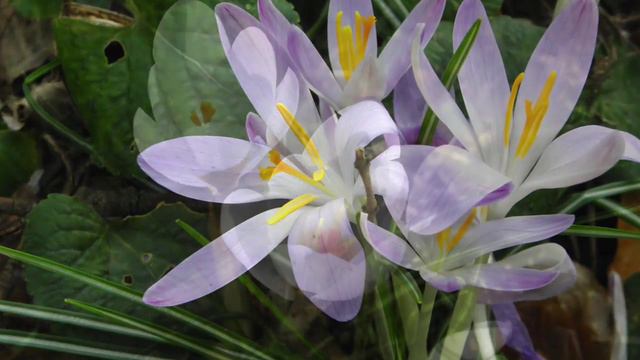 "Frühling" - Olga Friesen, piano смотреть онлайн