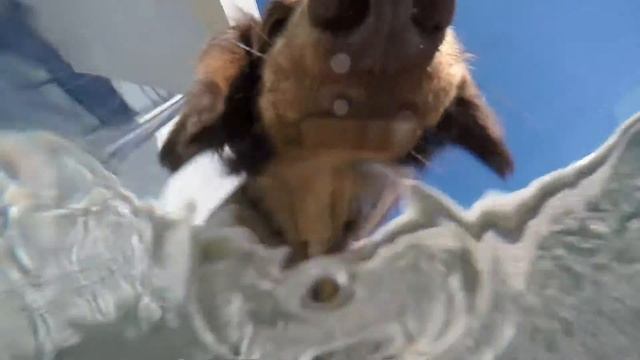 Doxies Down Under - The Big Gulp смотреть онлайн