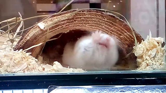 Польский хомяк!!!❤ смотреть онлайн