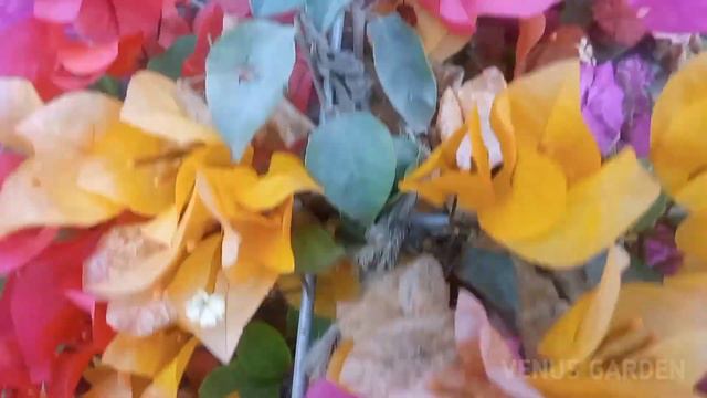 Bougainvillea Variety / Bougainvillea /Bagan Bilash / Bagan Bilash Flower смотреть онлайн