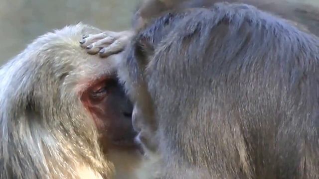 ОКУЛИСТ Зоопарк Чианг Май, Тайланд Chiang Mai zoo, смотреть онлайн