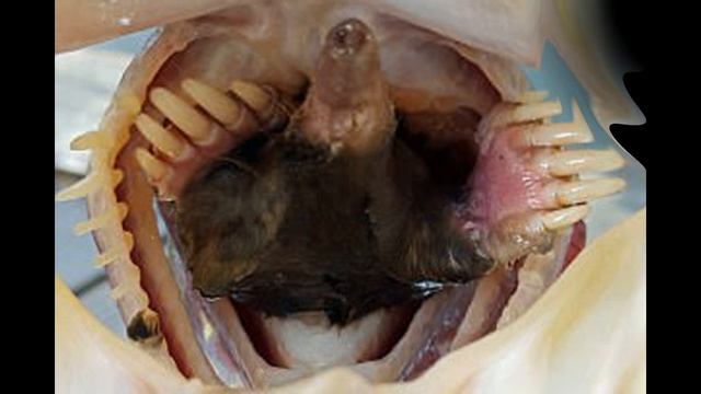 Это была последняя рыбалка для него! Вскрыв рыбу, побелел от увиденного смотреть онлайн