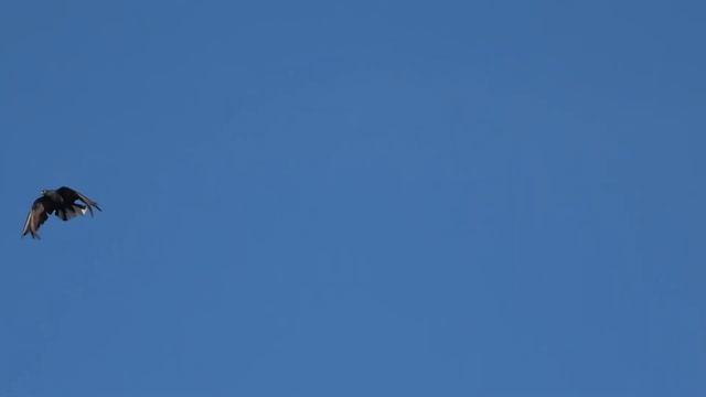 СВГ. Подкидка 3. 01. 2023 г смотреть онлайн