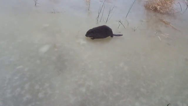 Atak bobra смотреть онлайн