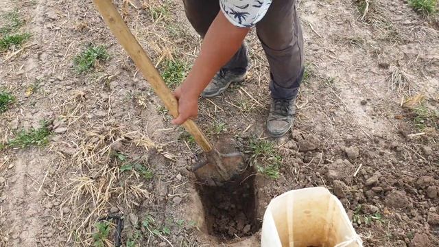 Как правильно отбирать пробы грунта для анализа почвы? Методика - 2 Кыргыстан смотреть онлайн