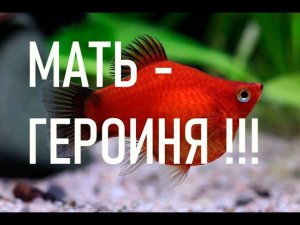 ПЕЦИЛИЯ БАЛЛОН родила.  Мальки ДИСКОВОЙ ПЕЦИЛИИ | PECILIA BALLON gave birth