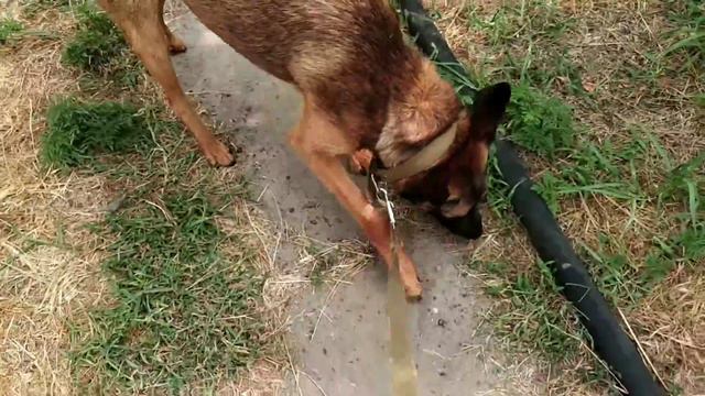 meme, как можно здесь жить!?😂🦟😬 смотреть онлайн