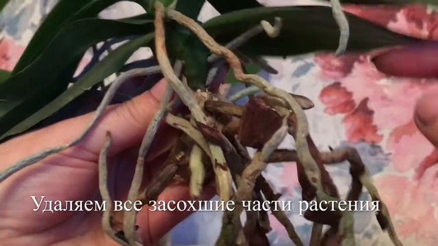 ? Пересадка орхидеи Фаленопсис-миди. Решение Проблем с Водорослями. смотреть онлайн