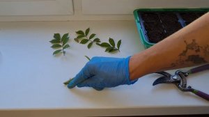 Быстрое черенкование Плетистой Розы, 100% результат. Размножение  розы. Как сделать черенок розы?