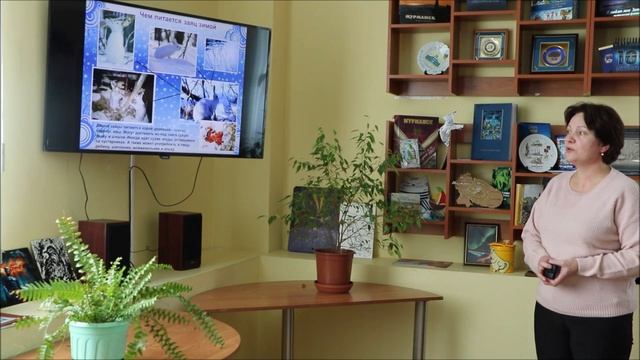 Животный мир Мурманской Области: заяц. смотреть онлайн