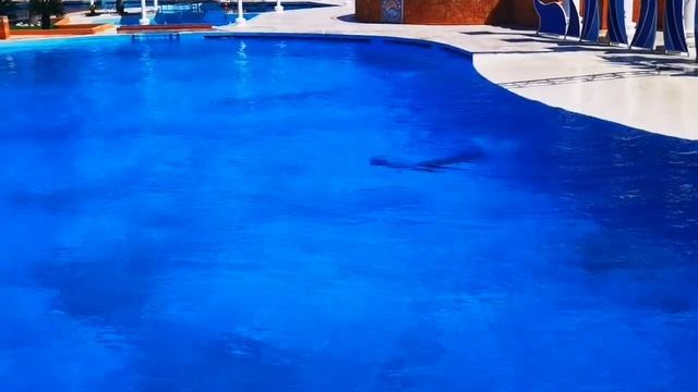 ??Алания. Дельфинарий. Alanya? смотреть онлайн