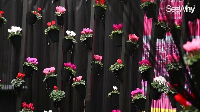 SeeWhy® mini Cyclamen launch event смотреть онлайн