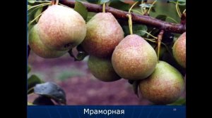 Груша в средней полосе РФ