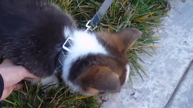 Welsh corgi puppy -End of walk смотреть онлайн