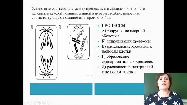 20.04.2020 Биология 11 класс Подготовка к ЕГЭ Жизненный цикл клетки Митоз Мейоз(1) смотреть онлайн