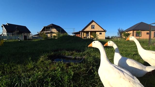 Сделали для гусей мини прудик. Дом на юге смотреть онлайн