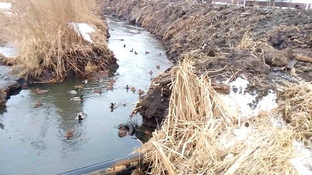 с. Иванисово Ногиский район утки в реке Марьинка смотреть онлайн