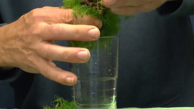 Orchidee Oncidium im Moos Kultivieren? Ein Experiment mit Erfolg. смотреть онлайн