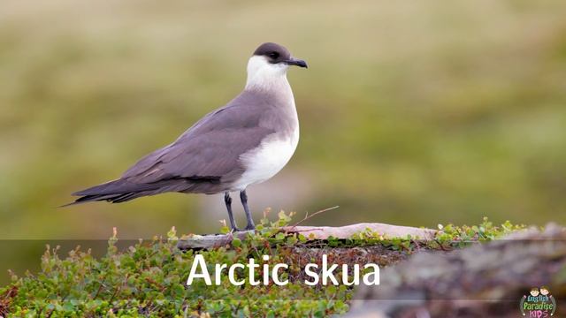 Arctic Animals For Kids Pronunciation (with Pictures)