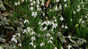 Красивые подснежники с успокаивающей мелодией