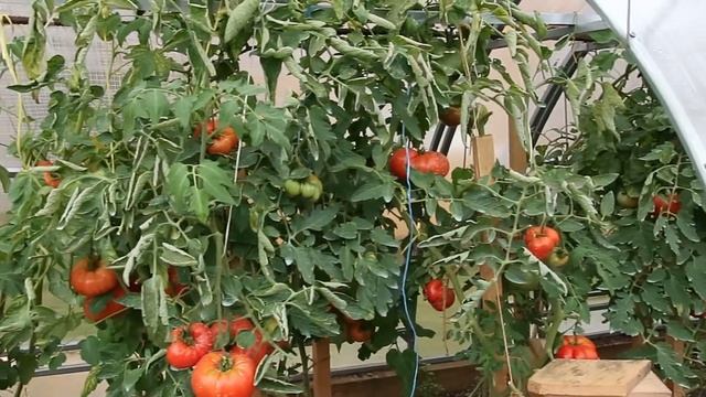 ? Томат ХЛЕБОСОЛЬНЫЙ | ТРУДОЛЮБИВЫЙ | ПРИЛИЧНОГО ВКУСА смотреть онлайн