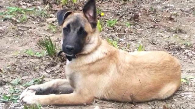 Хозяин регулярно избивал трехмесячного щенка и вот как щенок его отблагодарил смотреть онлайн