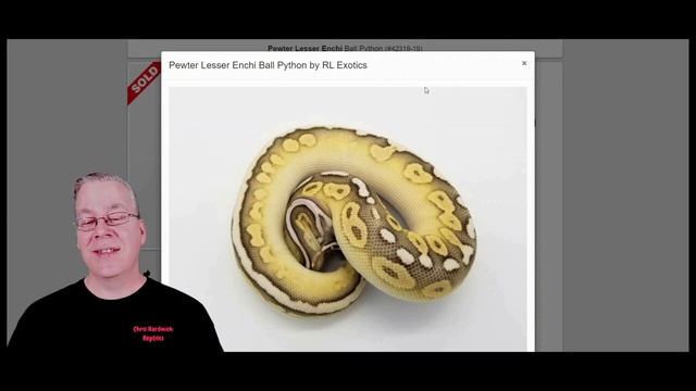 The Potential of the 'Frostbite' Ball Python! смотреть онлайн