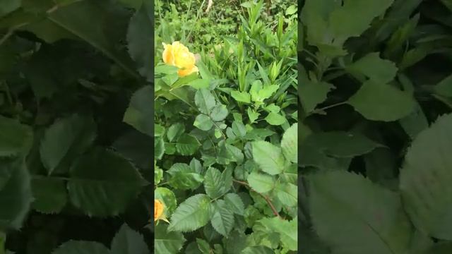 Golden Zest смотреть онлайн