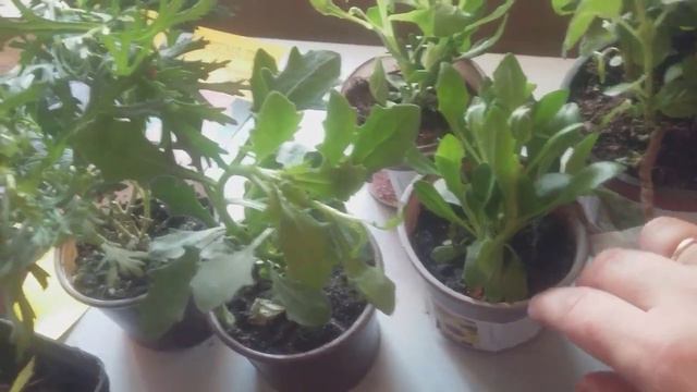 Очень большой заказ от агромаркет. смотреть онлайн
